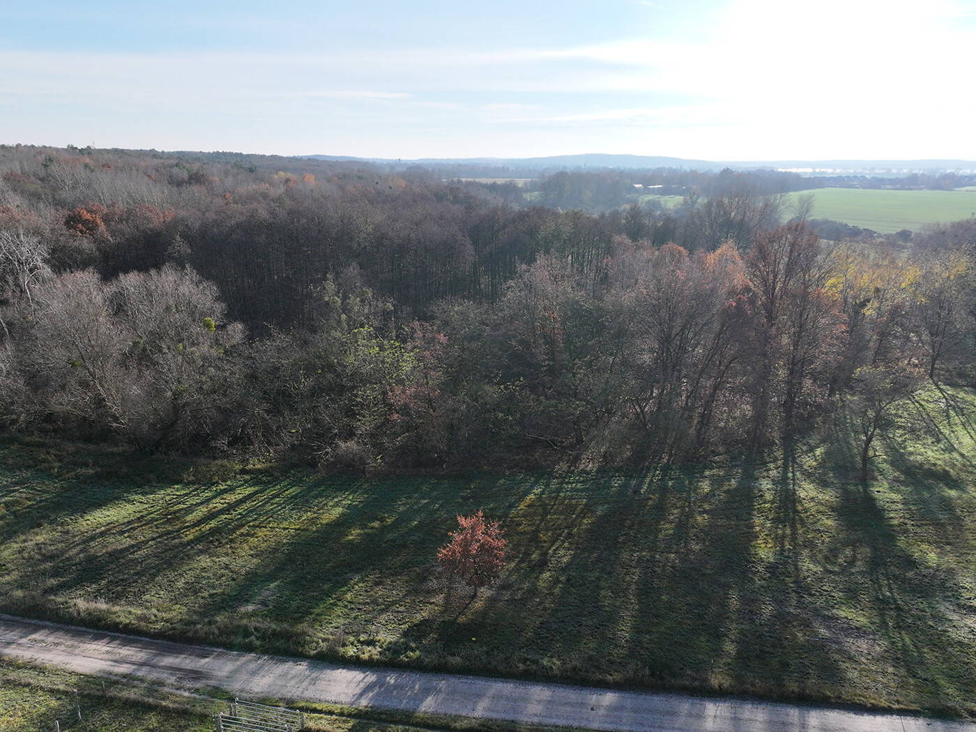 Blick auf den Waldrand