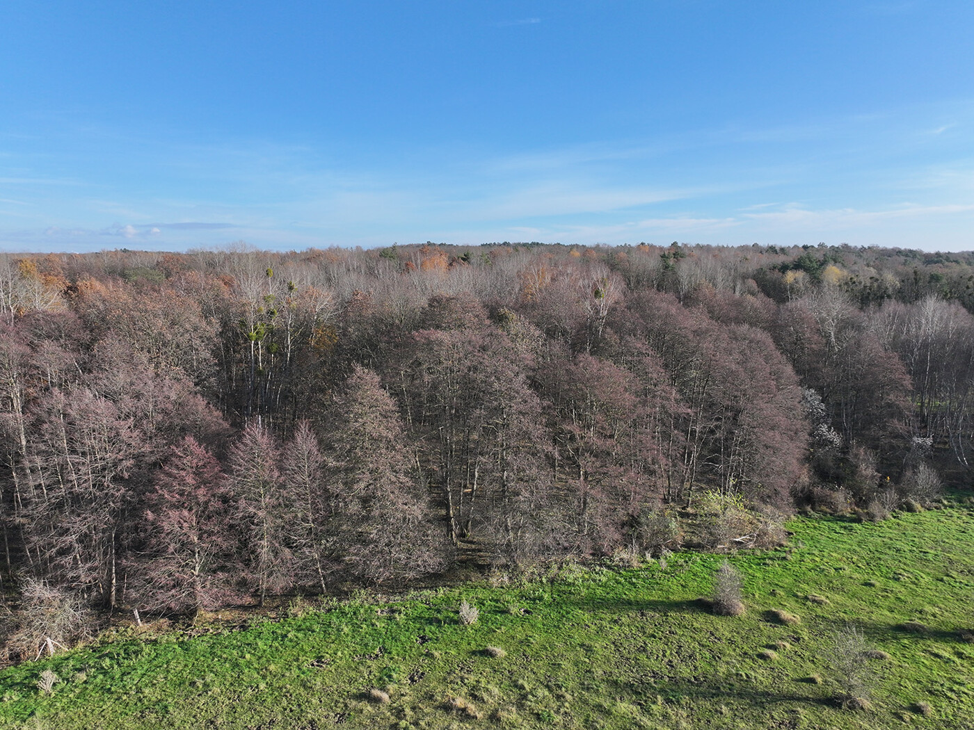 Blick auf den Waldrand Richtung Süden