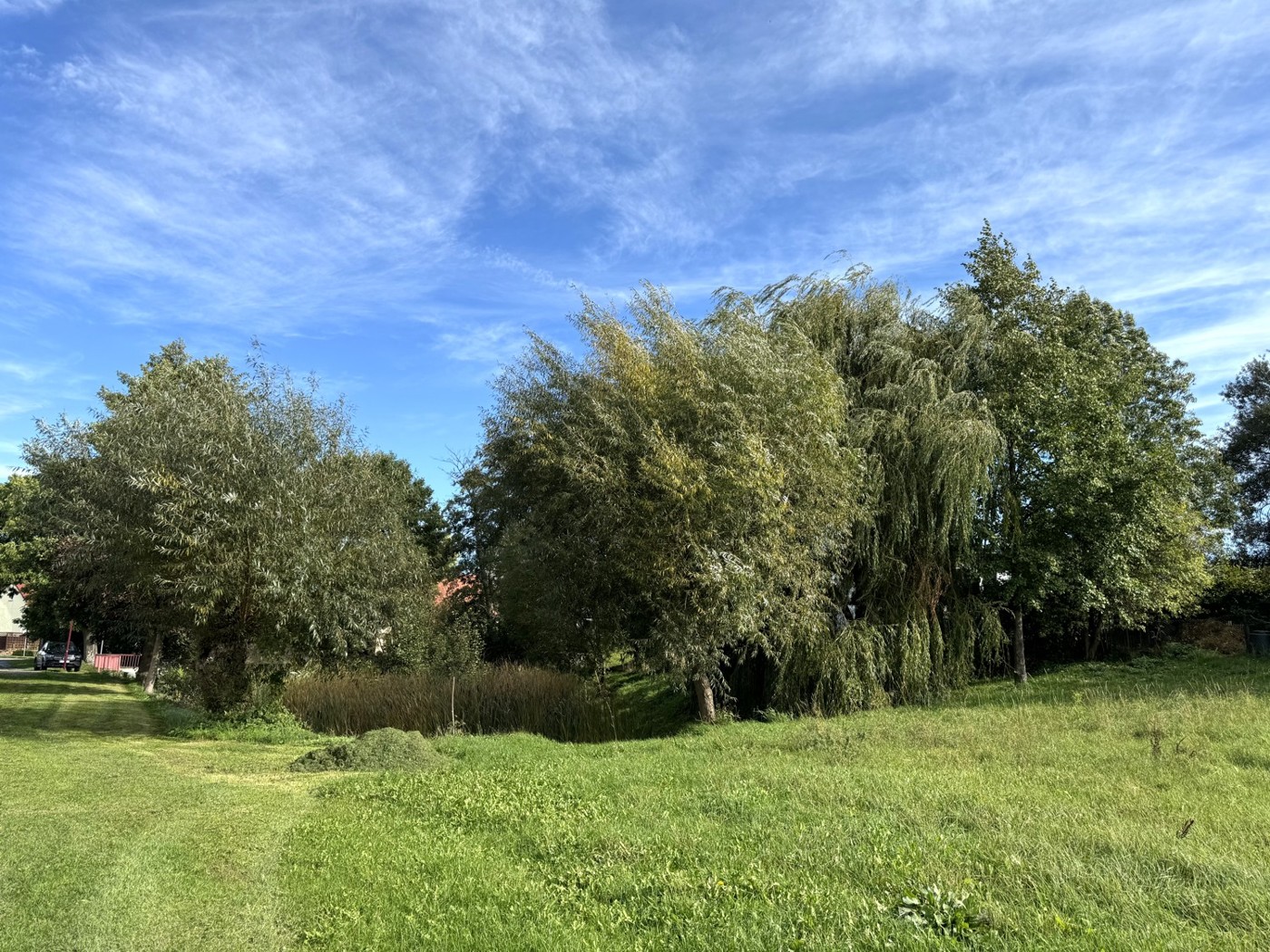 Baumkronen um den Teich 