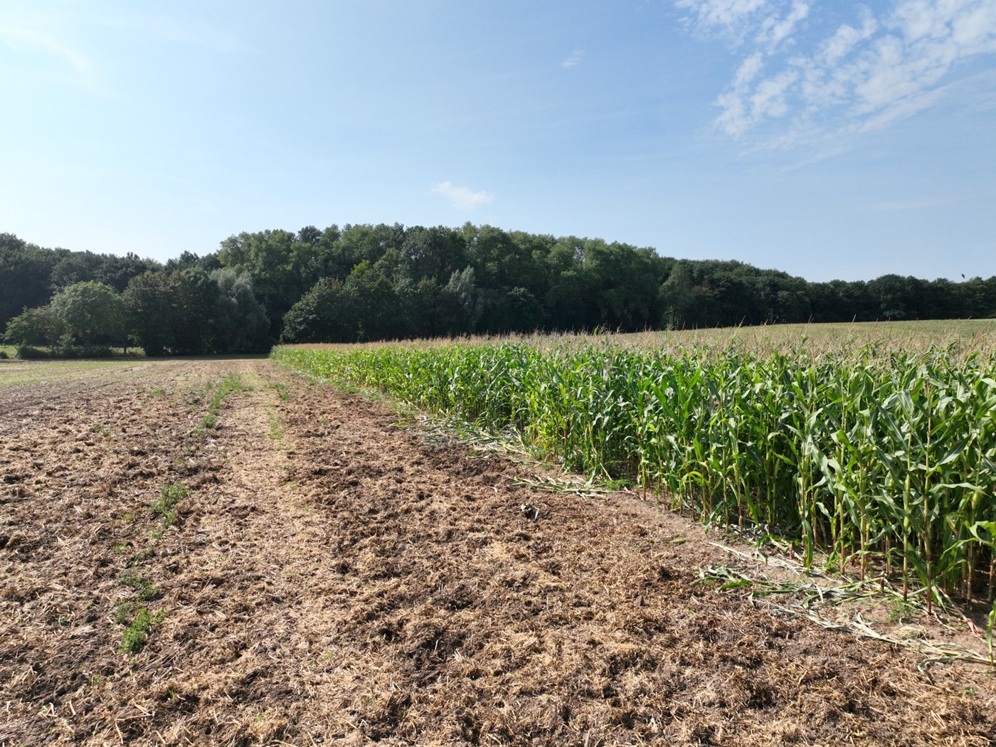 Acker und Maisfeld