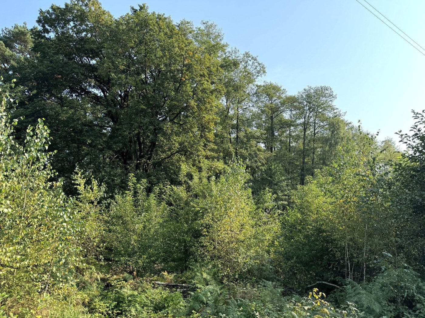 Blick auf den Erlen-Wald von der Trasse aus