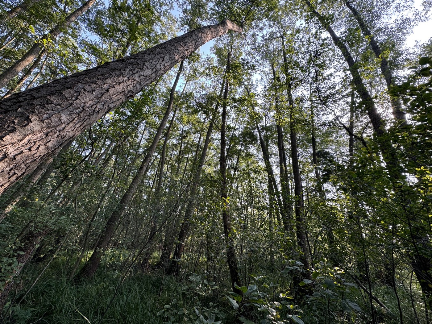 Blick in den Wald