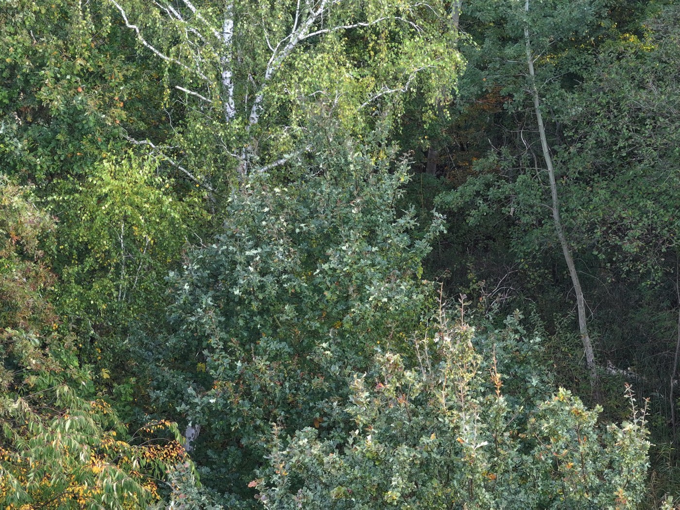 Blick auf den Holzungsanteil