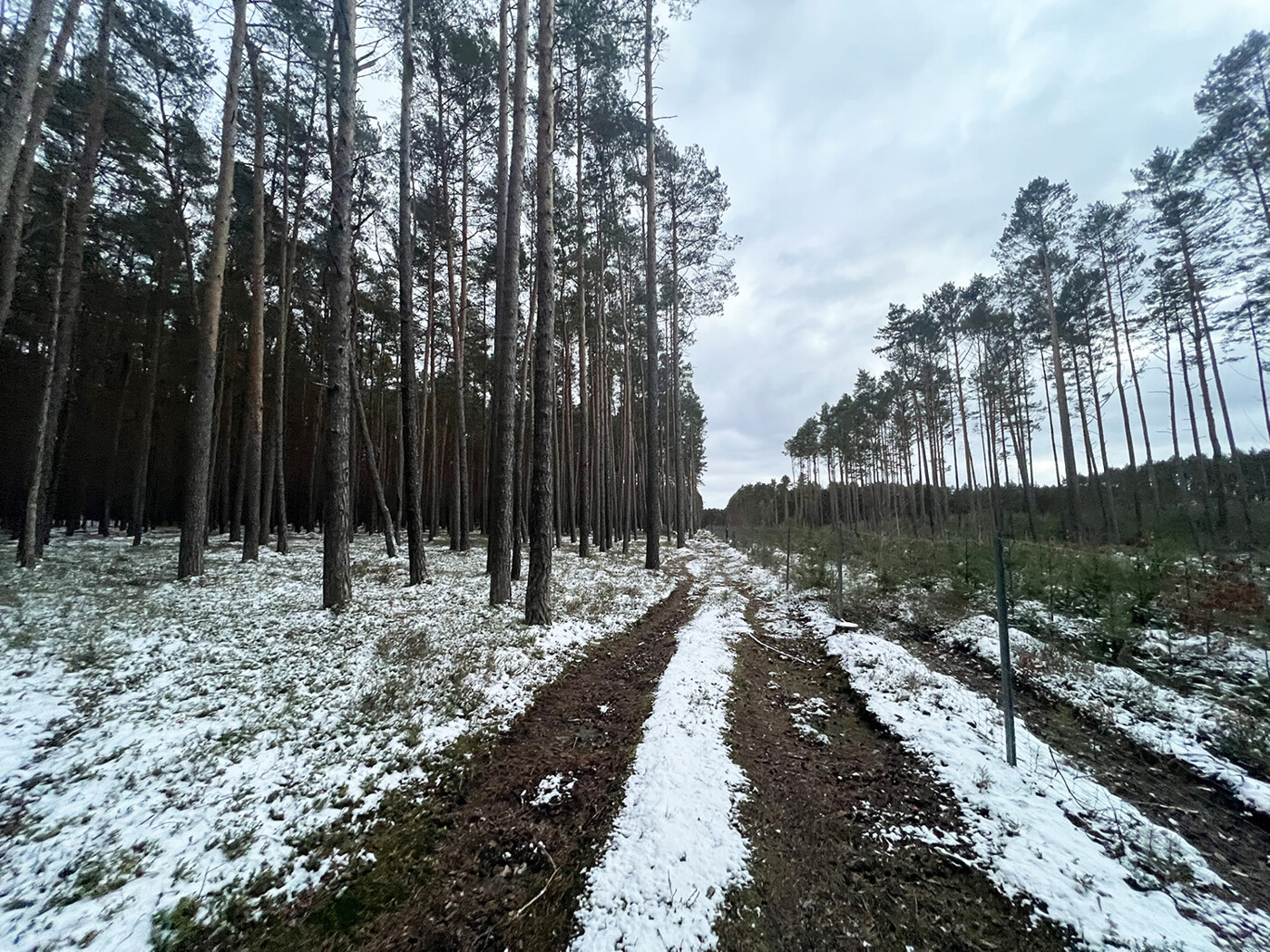 Am Waldweg parallel zum Flurstück