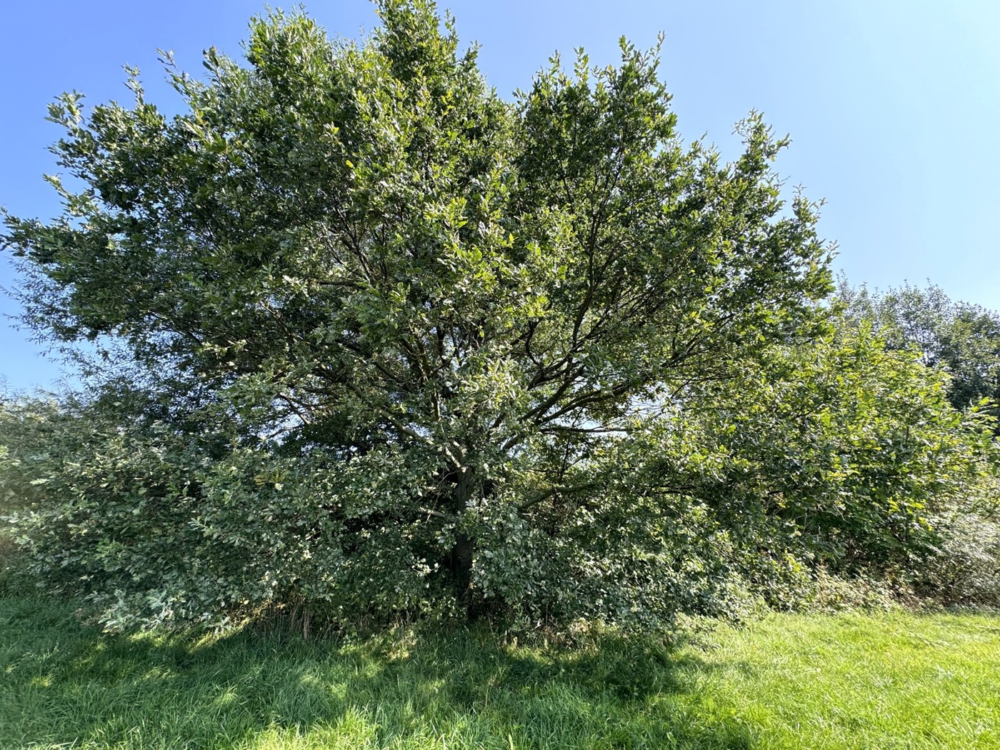 Blick auf die Bäume