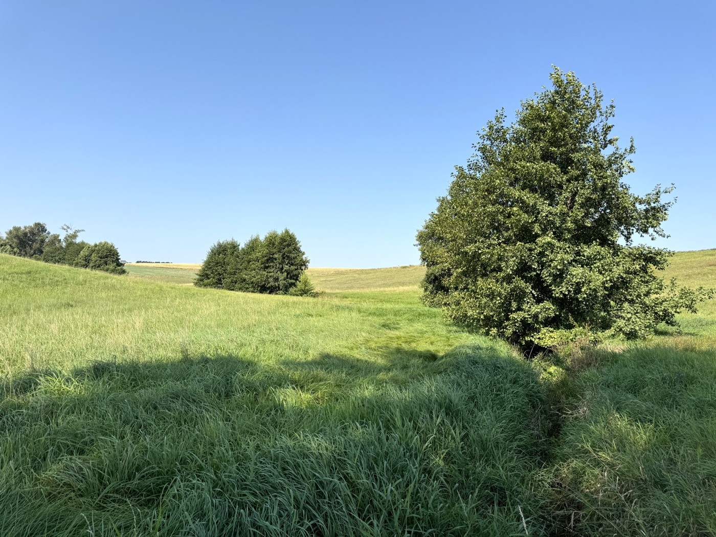 Blick über die Weide