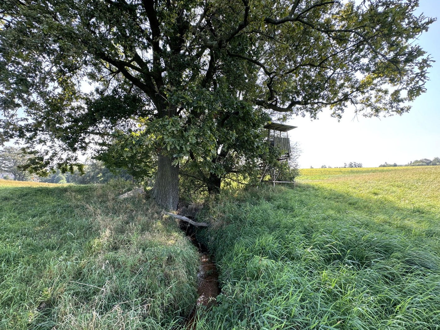 Inmitten des Grünlands - Kaschwitzer Wasser