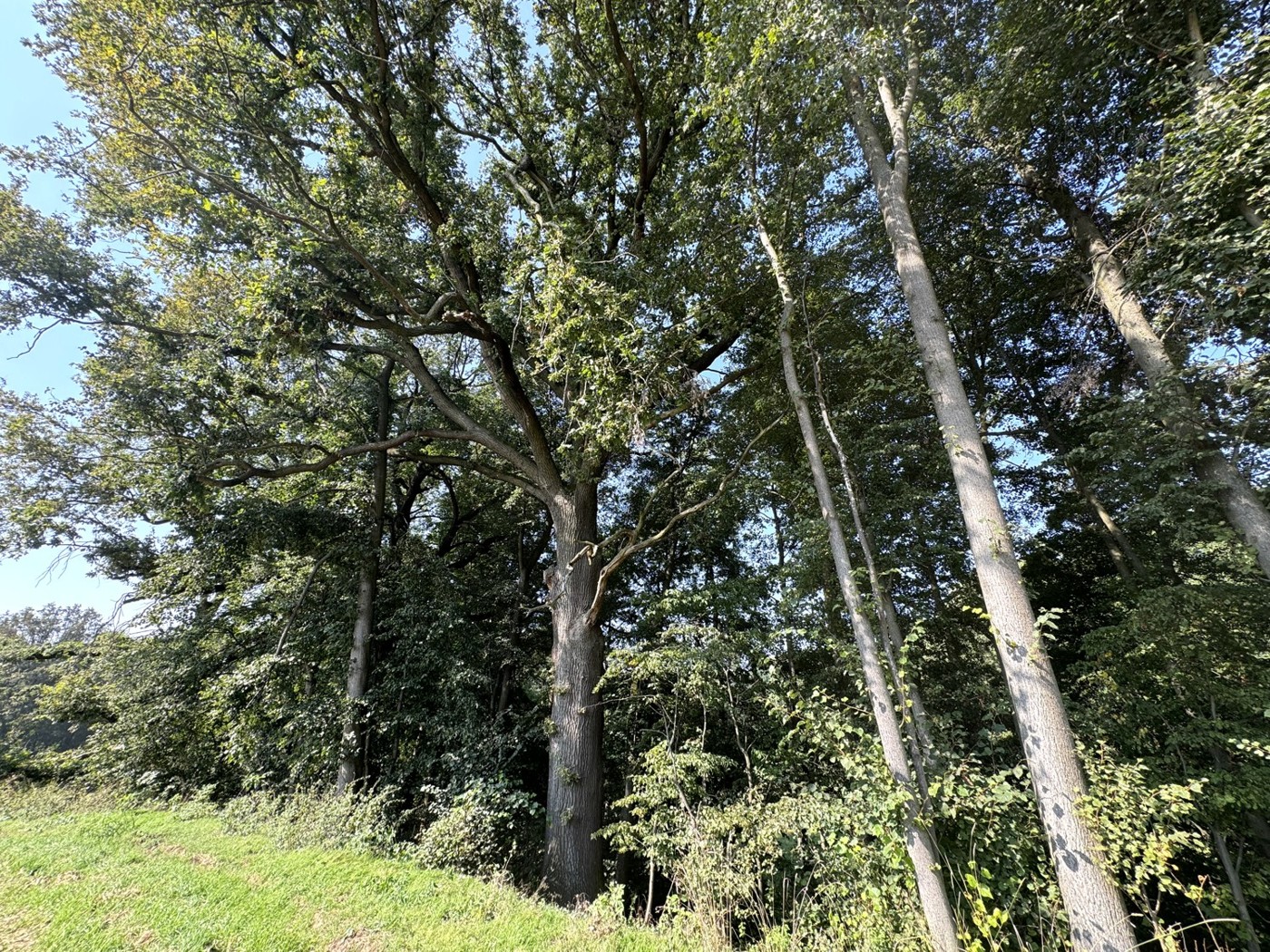 Blick vom Acker in den Wald - Blick Richtung Süd