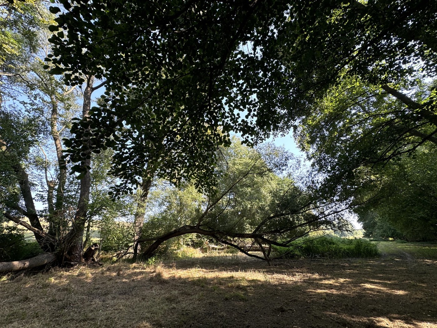 Wald und Weideabschnitt im östl. Abschitt