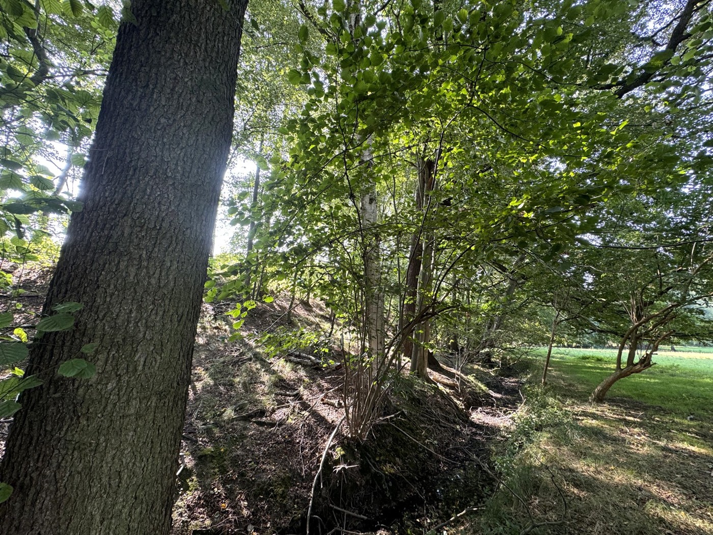 Übergang Wald zum Ackerland 