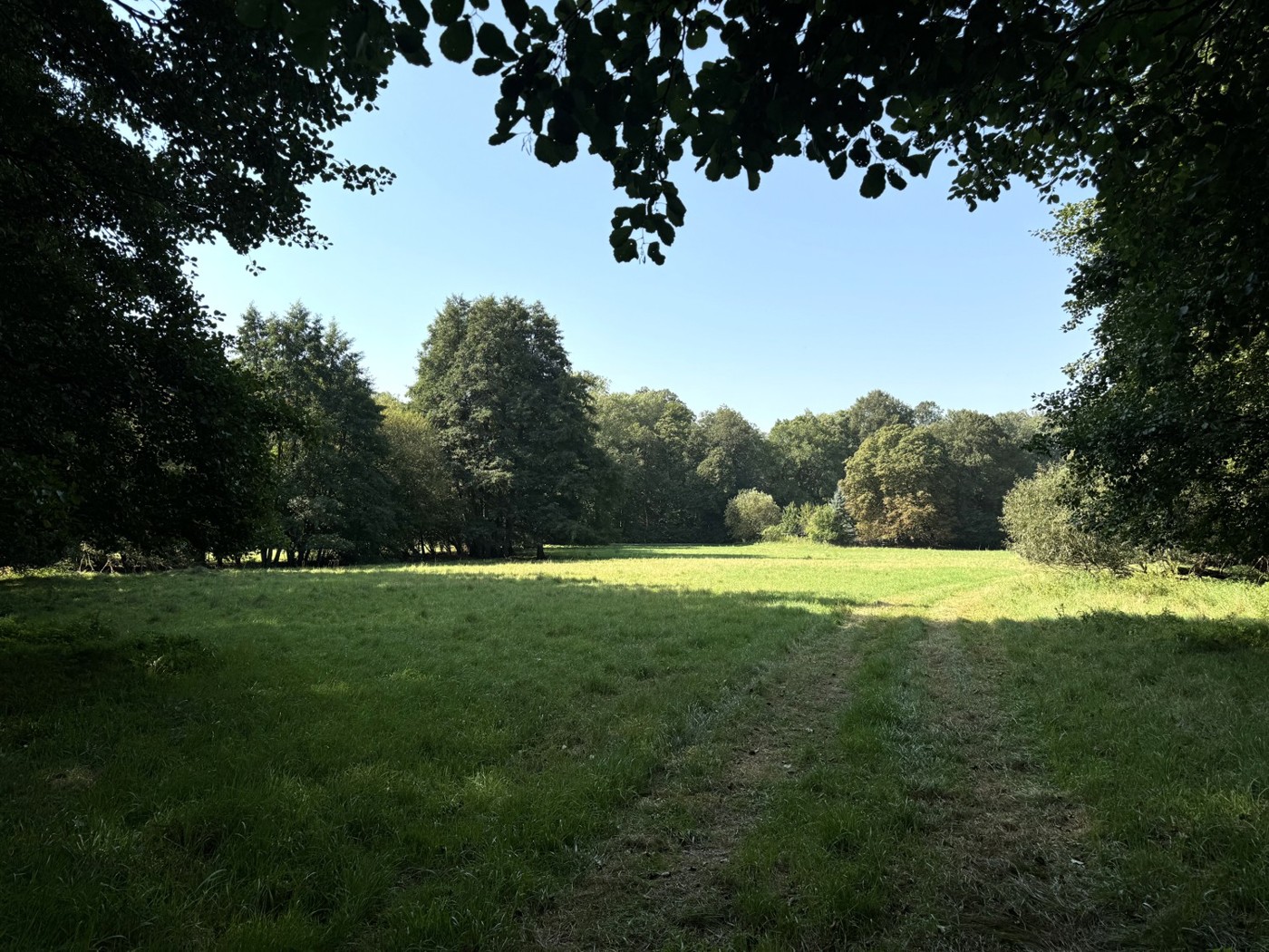 Blick über die südl. Lichtung