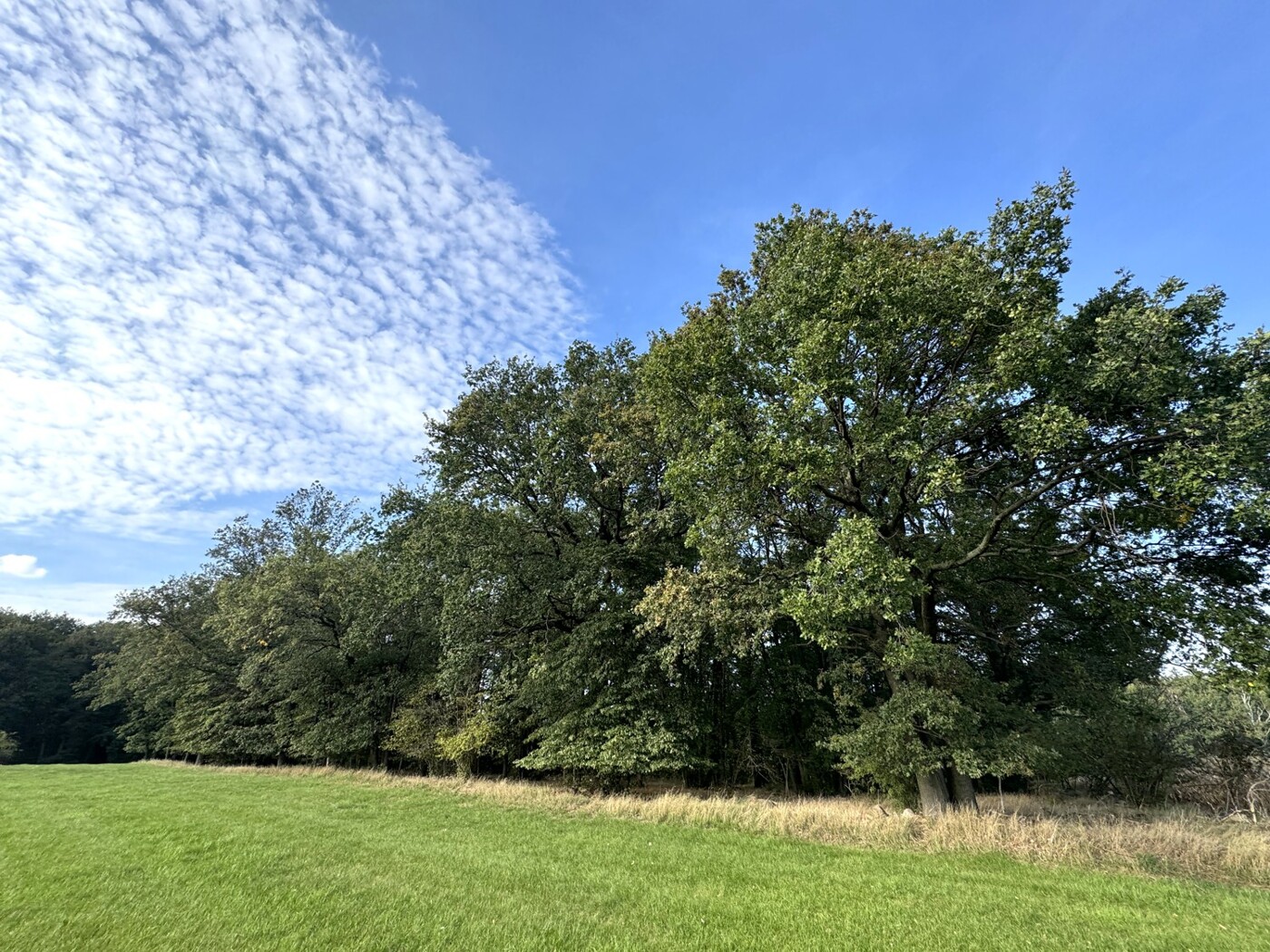 Blick entlang des Waldrands