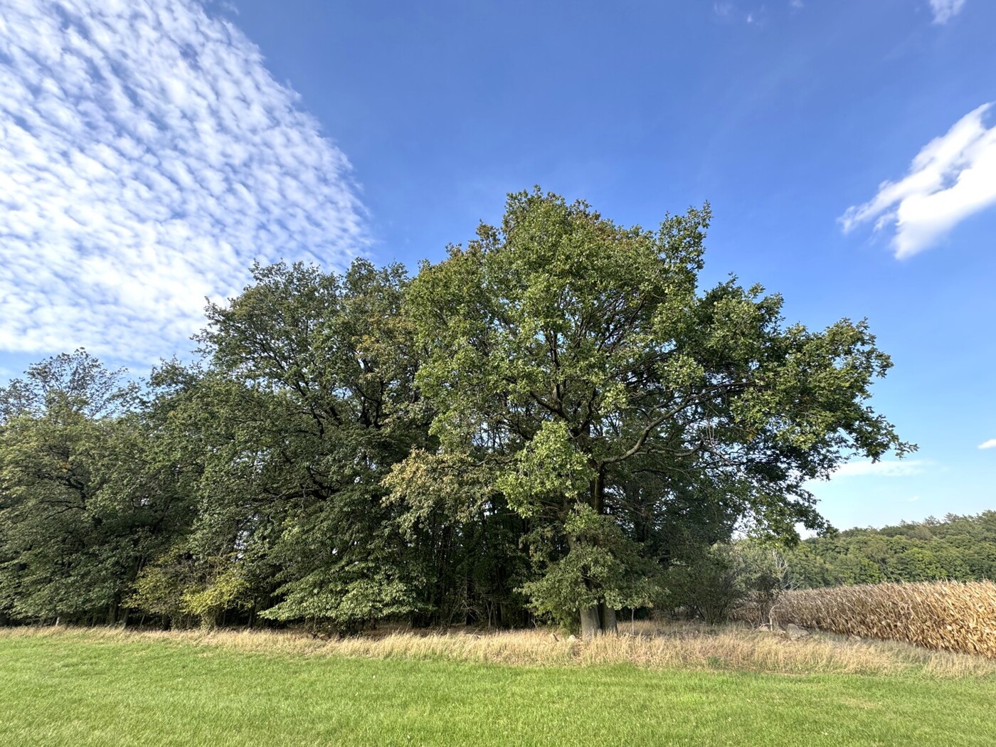 Große Eiche am Süd-östlichen Waldrand