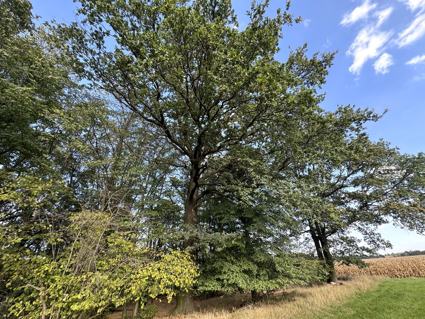 Blick entlang des Waldrands nach Osten