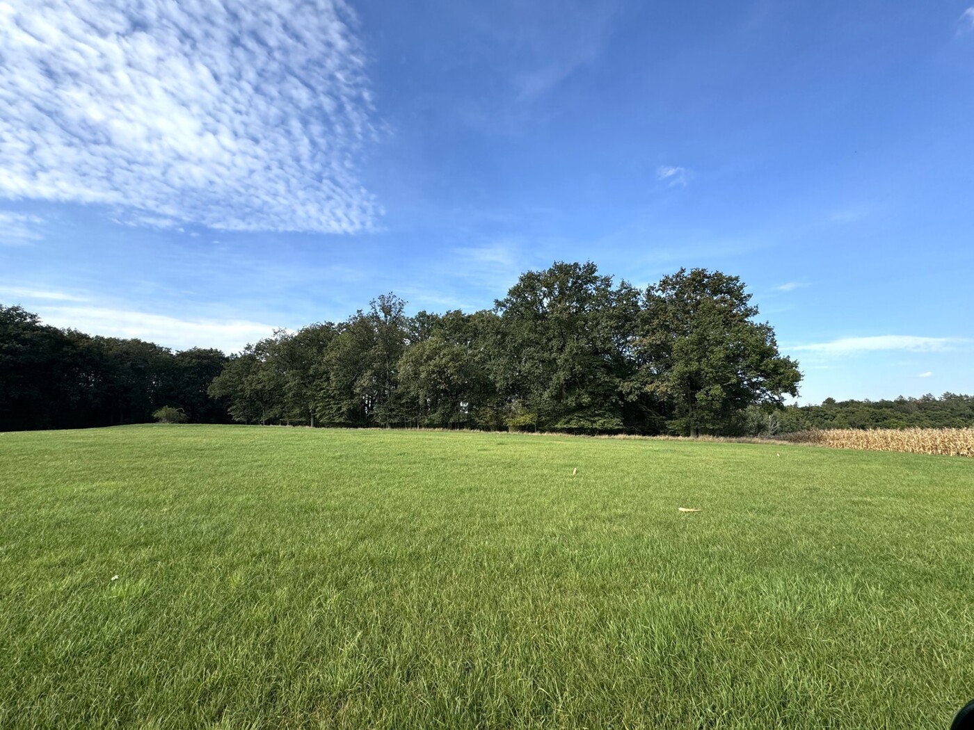 Blick an den Waldrand