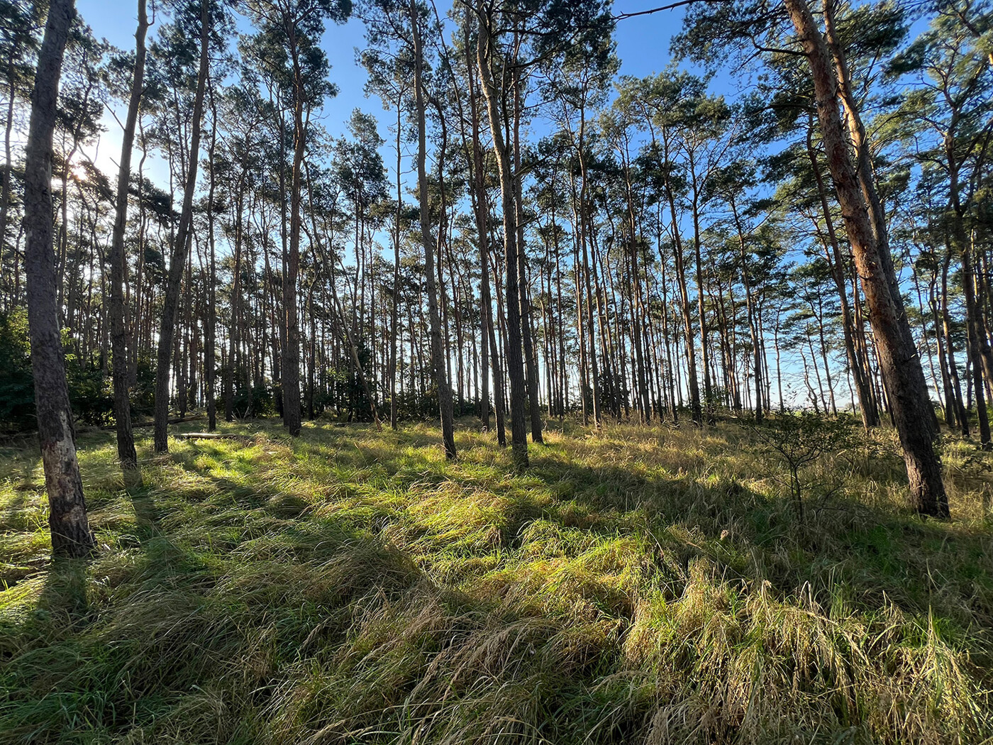 Blick in den Wald (3)