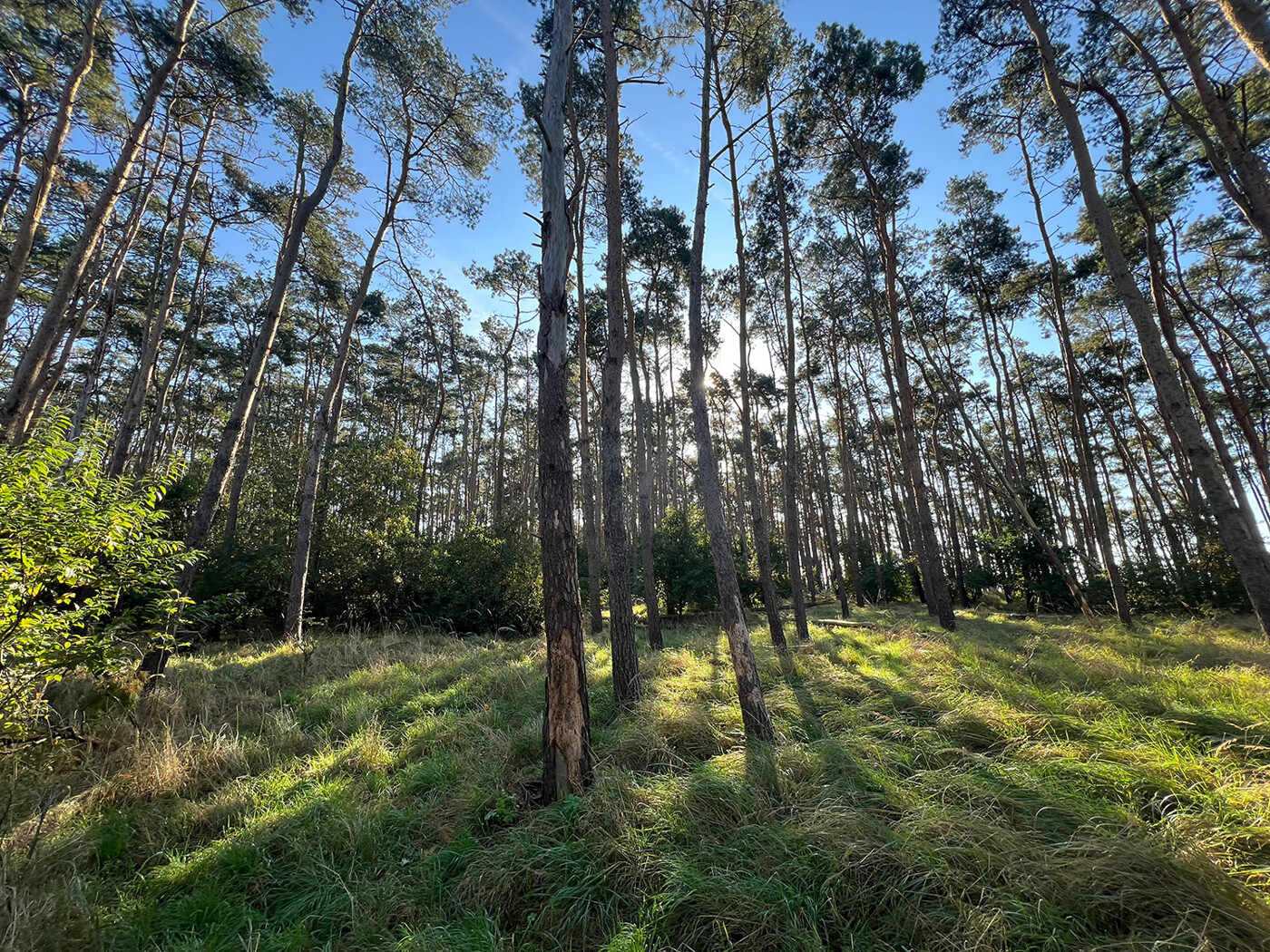 Blick in den Wald (4)