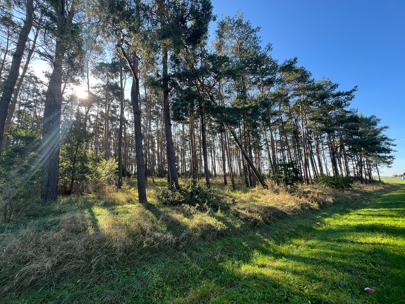 Blick auf die südliche Waldgrenze