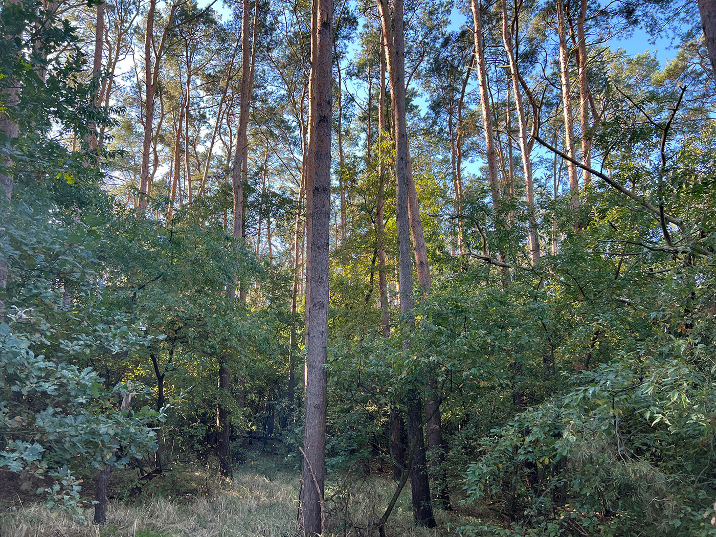 Blick in den Wald (1)
