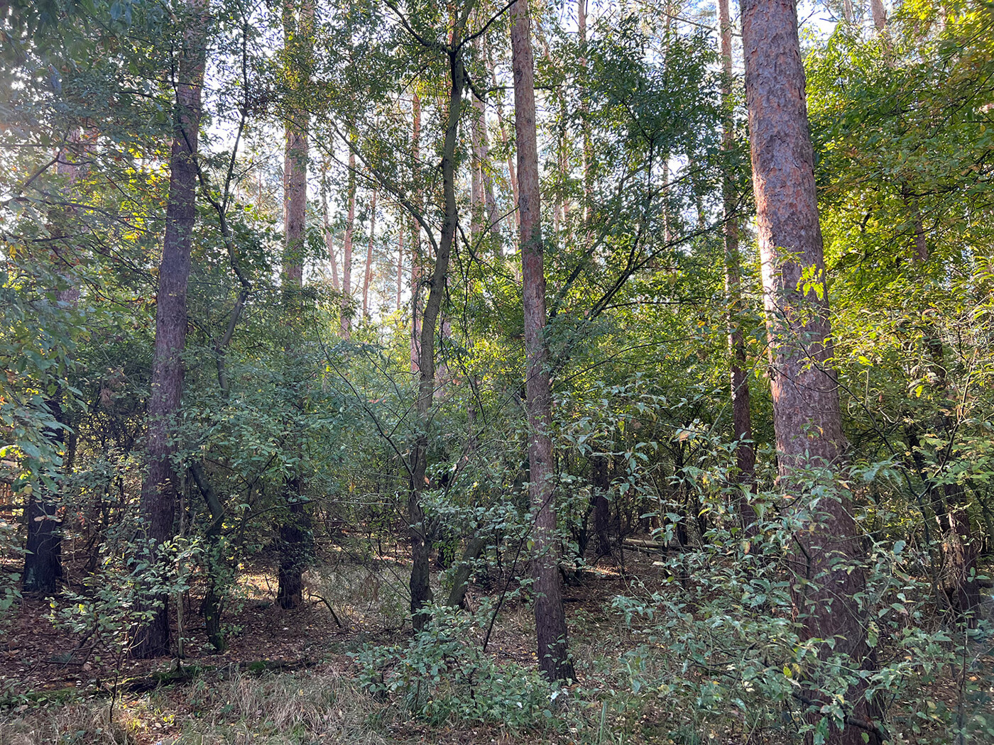 Blick in den Wald (2)