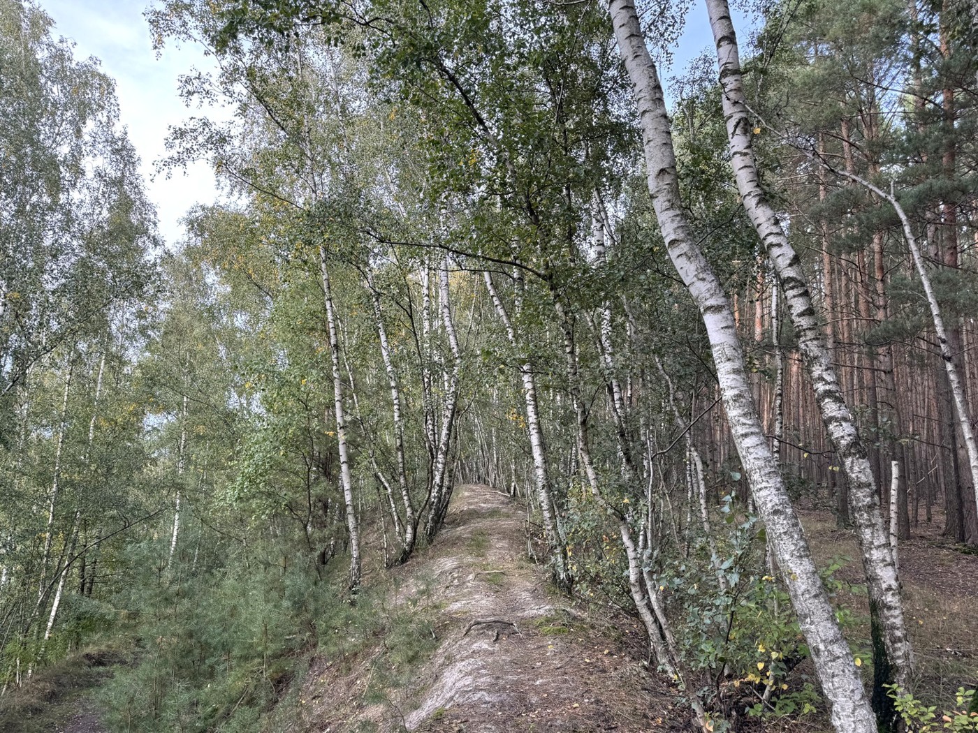 Birken-Wall im Wald