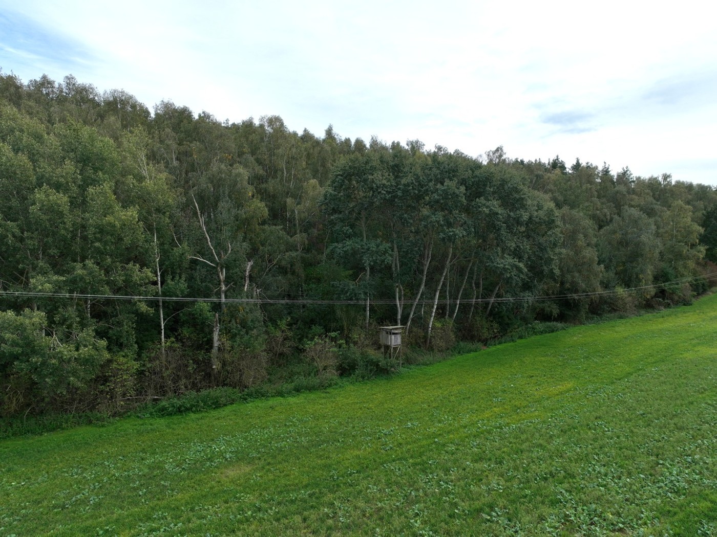 Luftaufnahme - Blick entlang des Waldrands