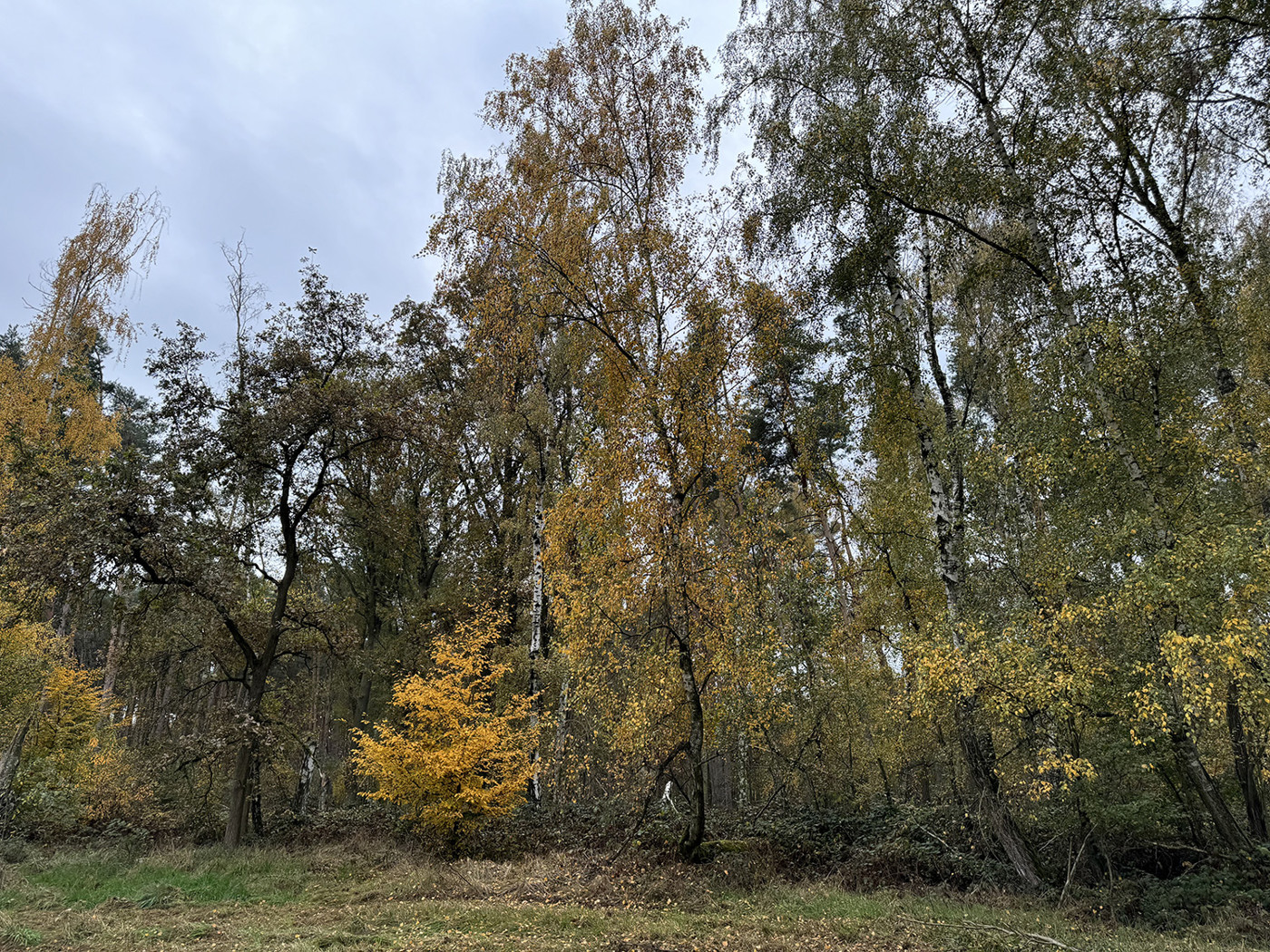 Laubmischbäume am Rande des Waldanteils 