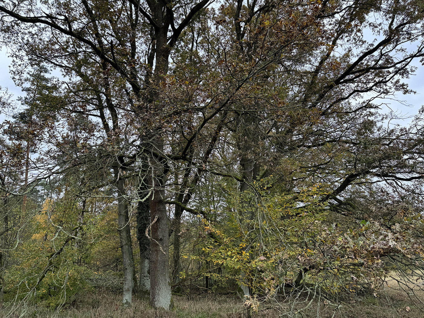 Blick auf die stattl. Bäume