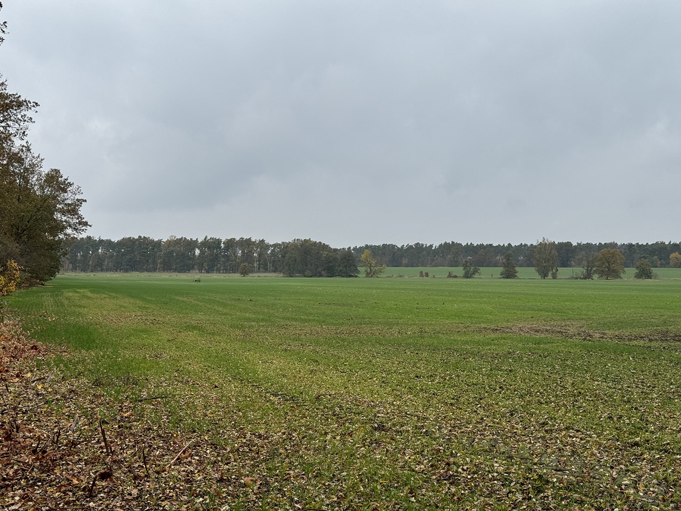 Blick über den Acker (2)