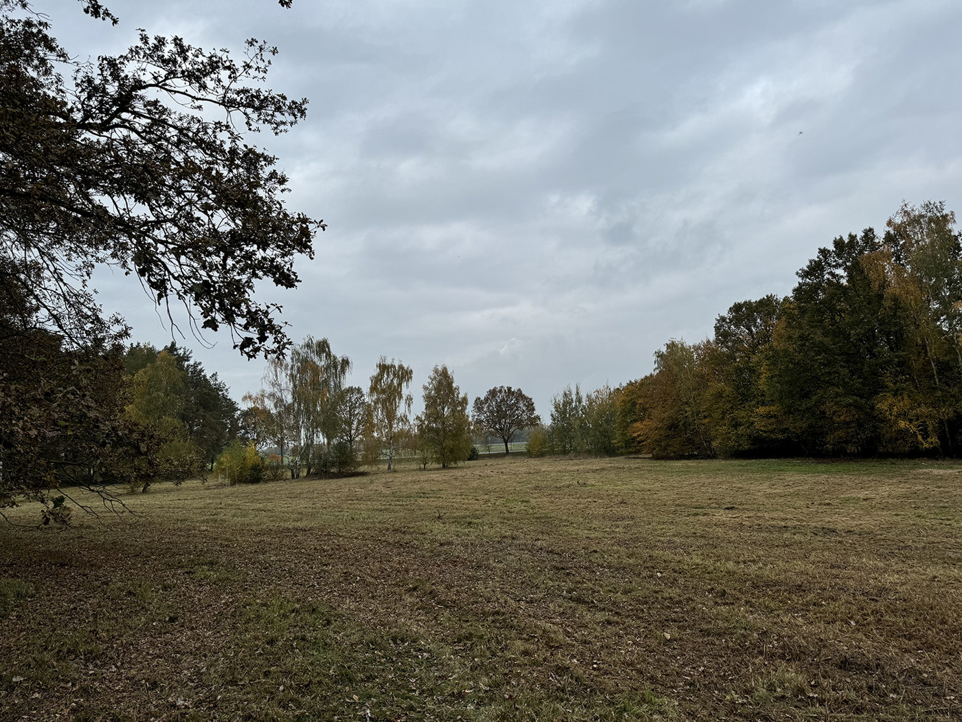 Blick über das Grünland (2)