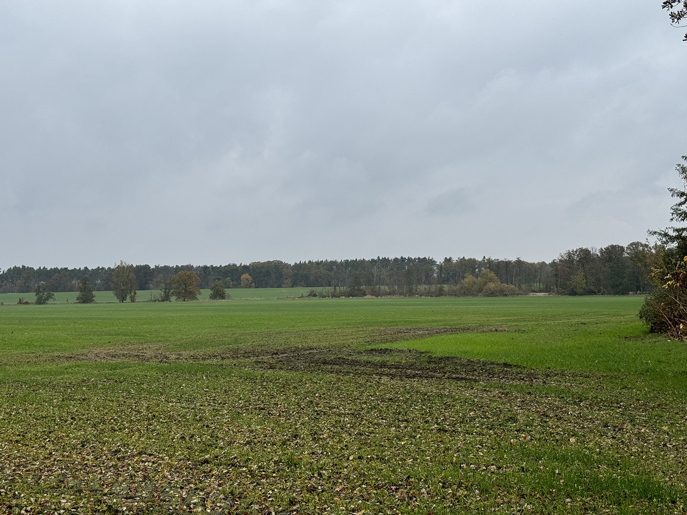 Blick über den Acker (3)