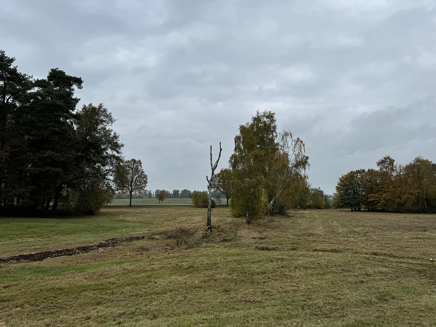 Blick über das Grünland (1)