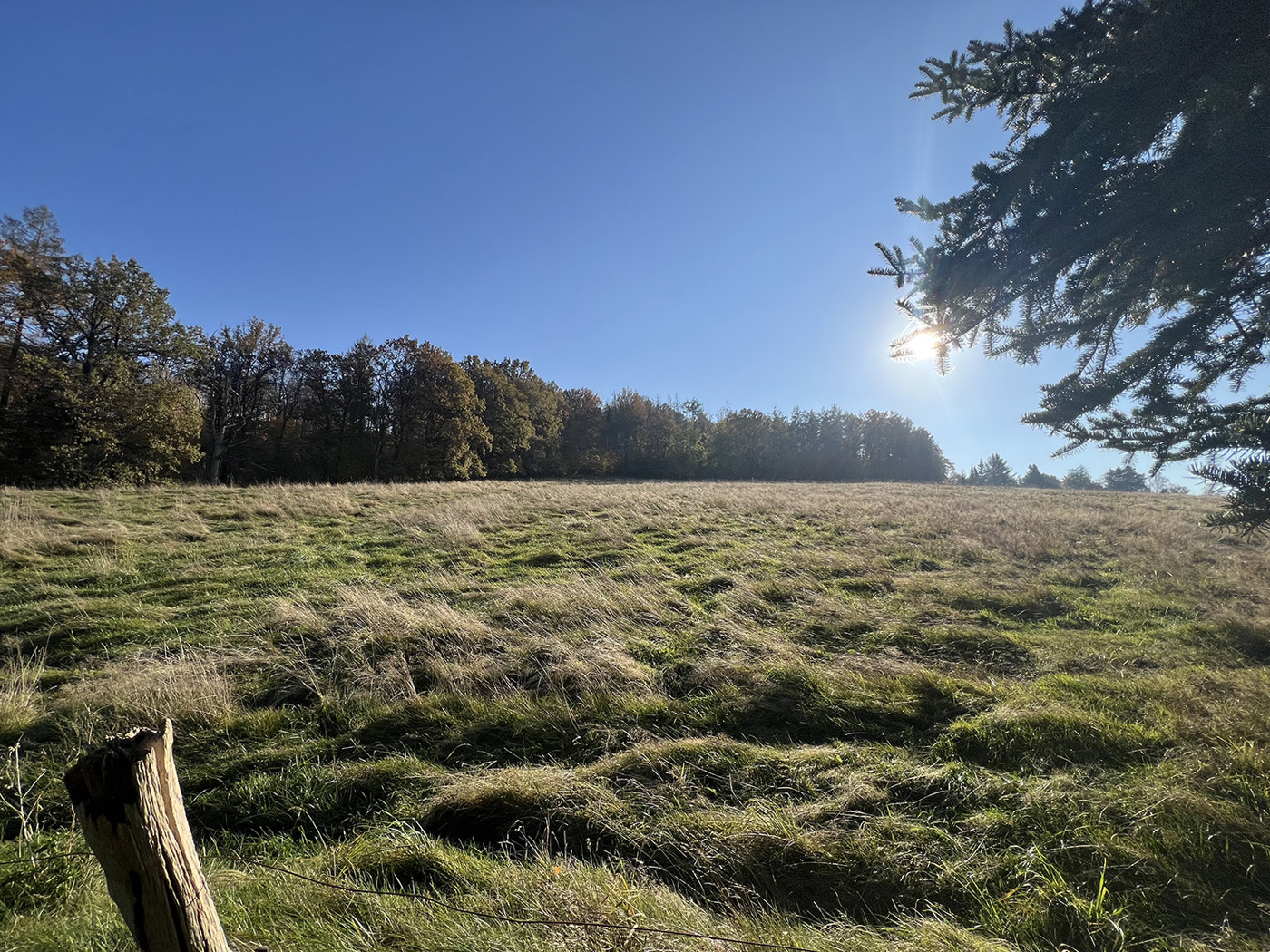 Grünland hinter dem Haus