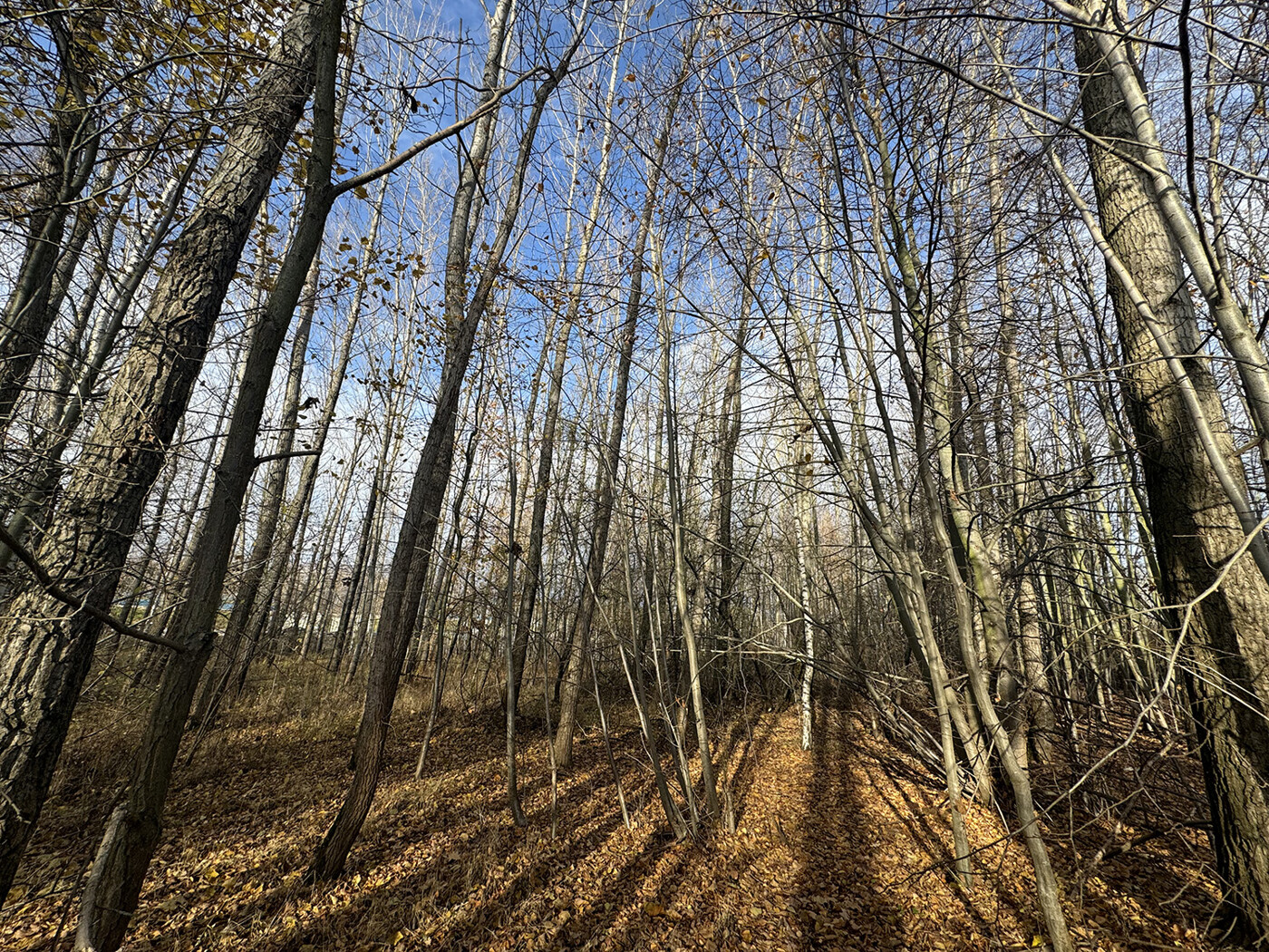 Blick in den Wald