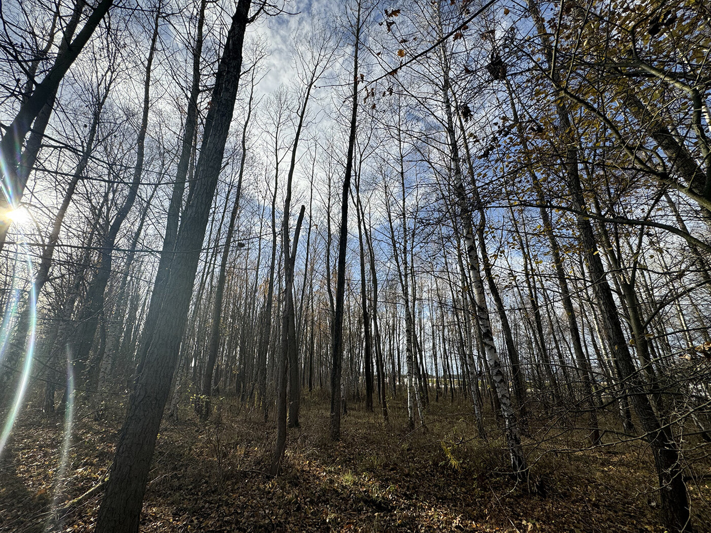 Blick in den Wald