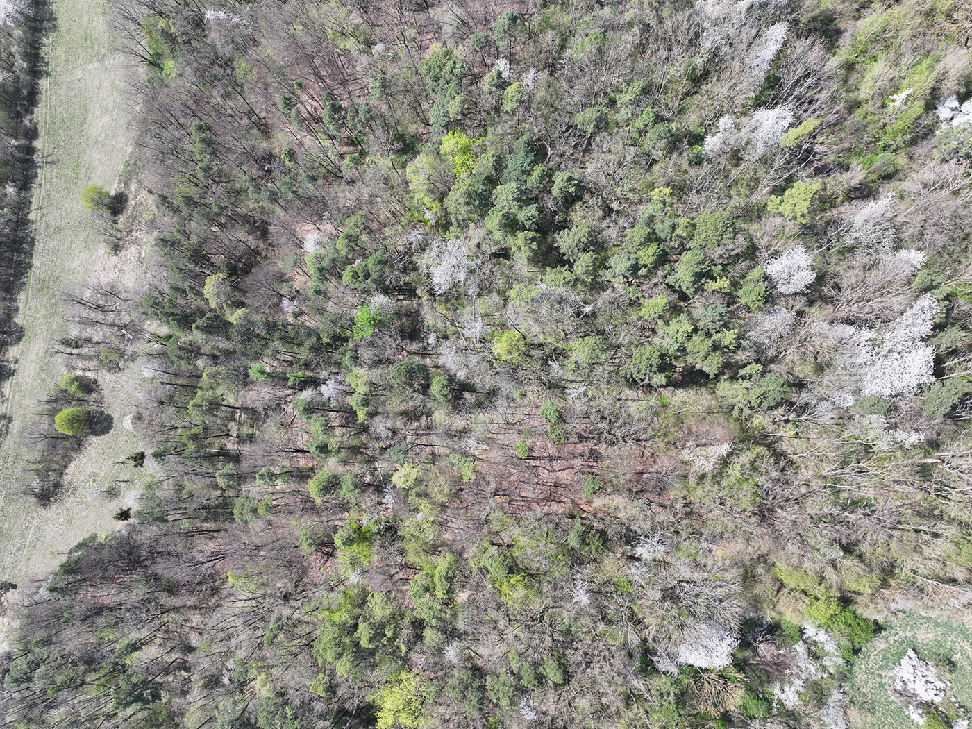 Blick auf den Wald