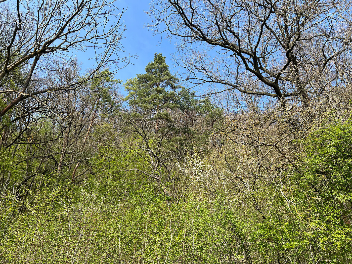 Blick in den Wald