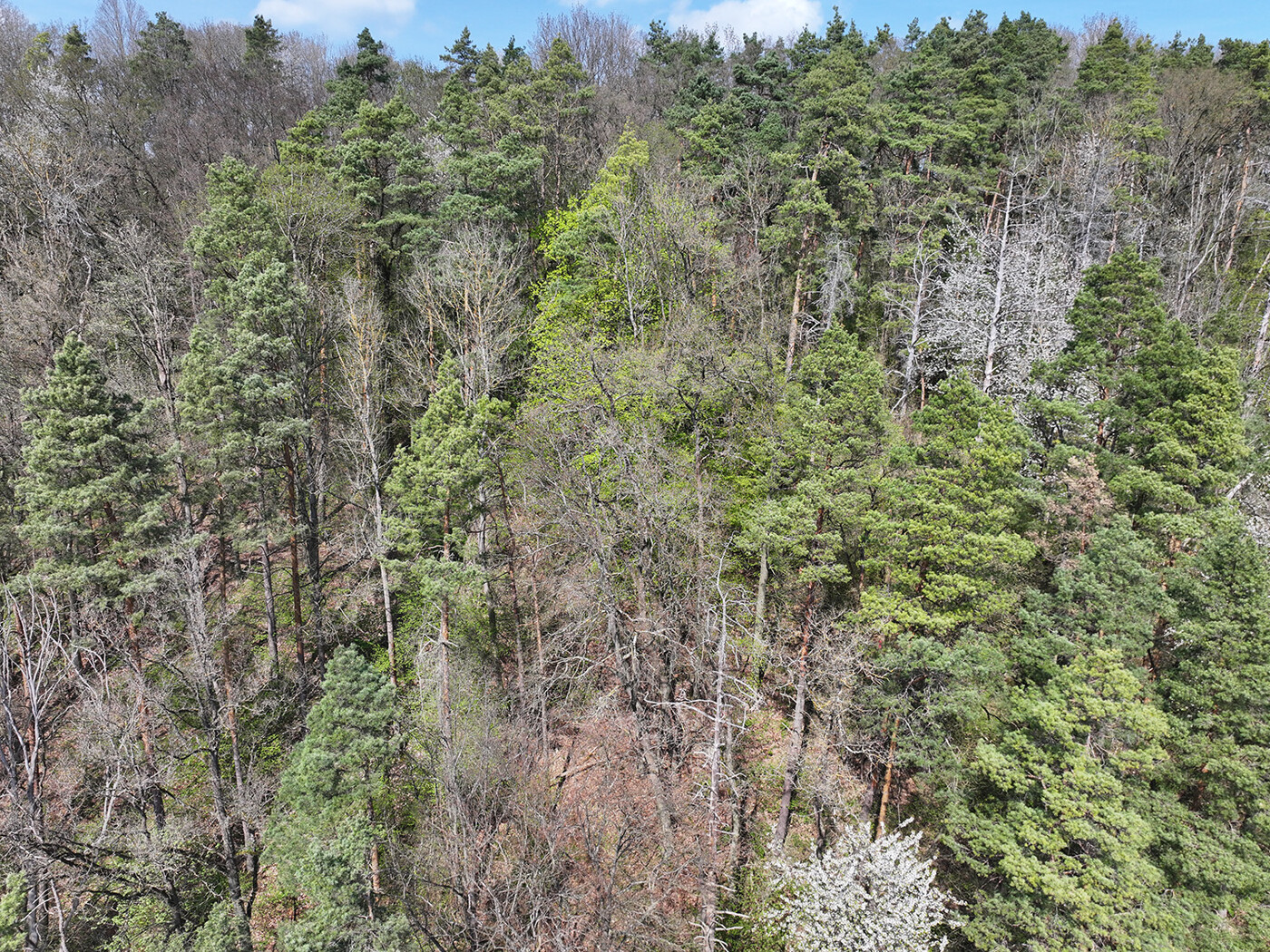 Blick auf die Baumkronen