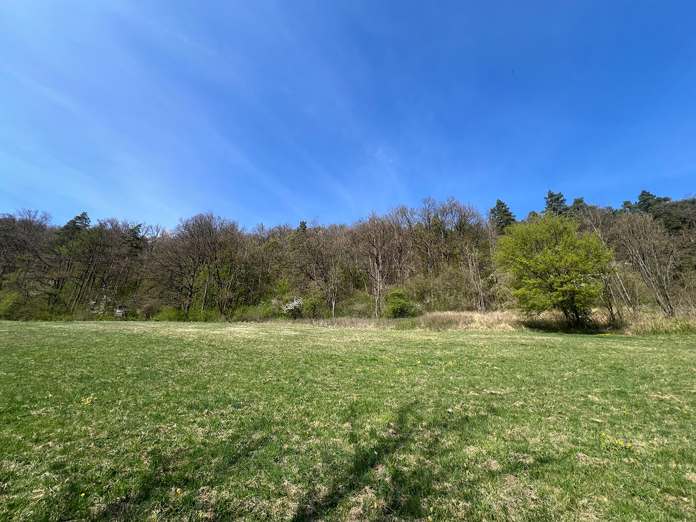 Blick über die Wiese auf Flurst. 599