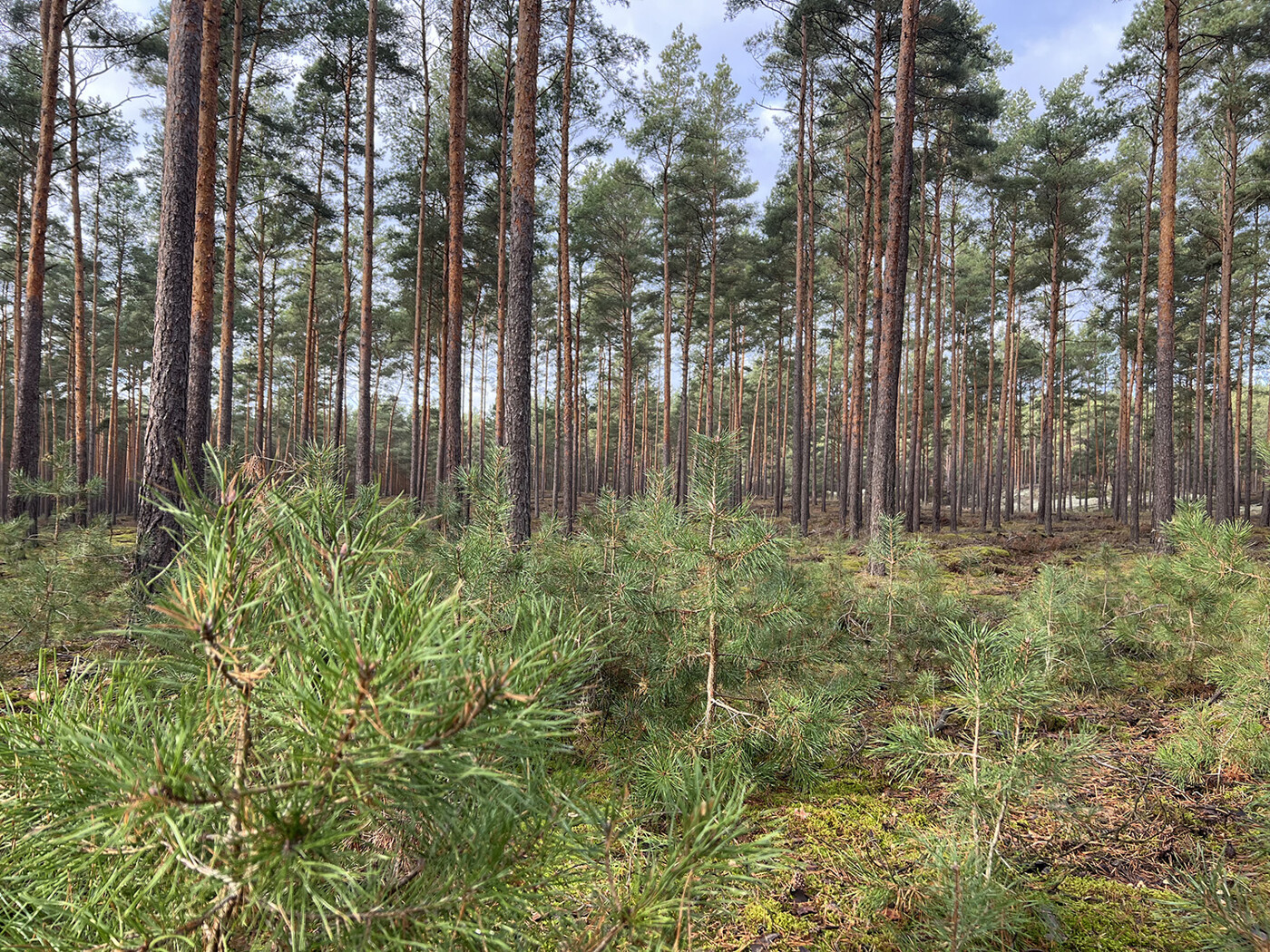 Blick in den Wald