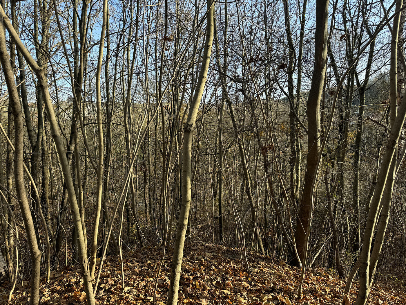 Blick in den Wald 3