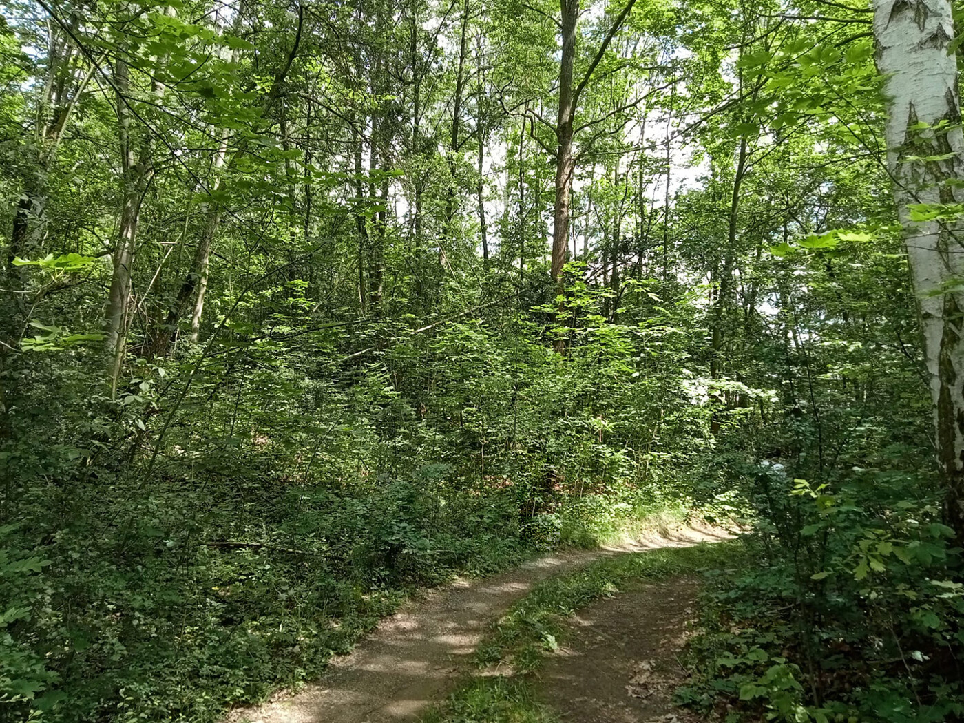 Blick entlang des Wanderwegs im Sommer