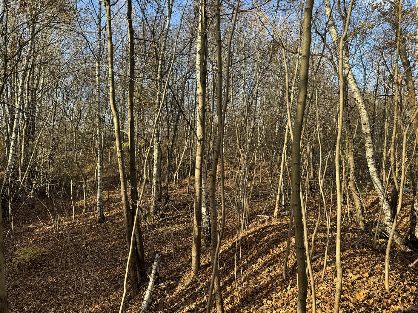 Blick in den Wald 4