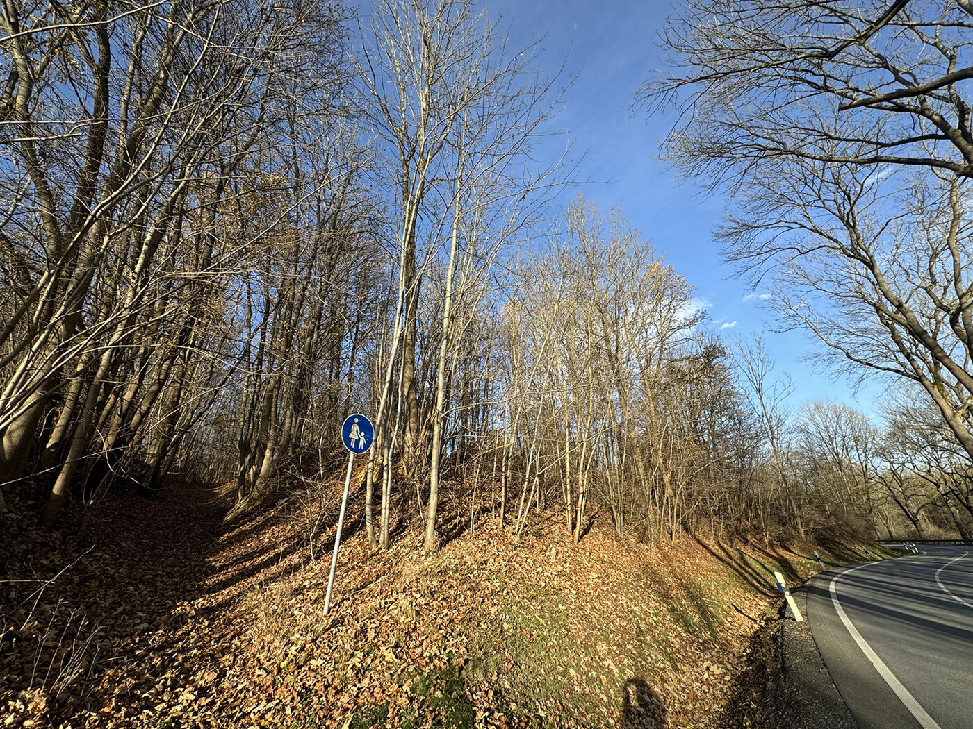 Blick von der Straße auf den Wald