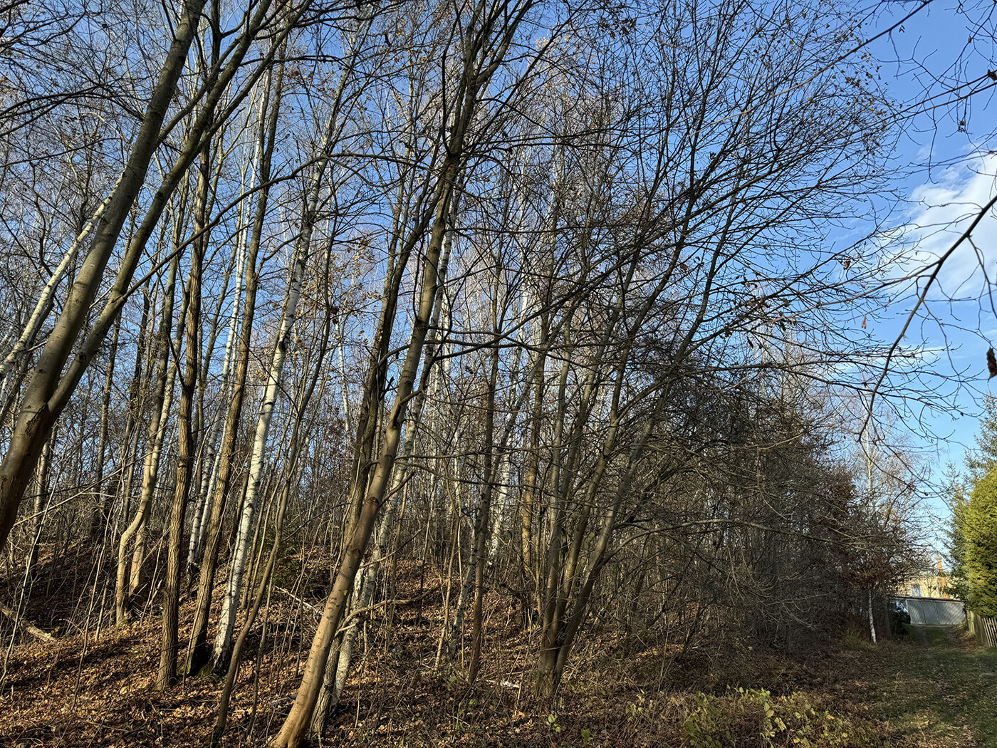 Blick vom Garagenhof auf den Wald