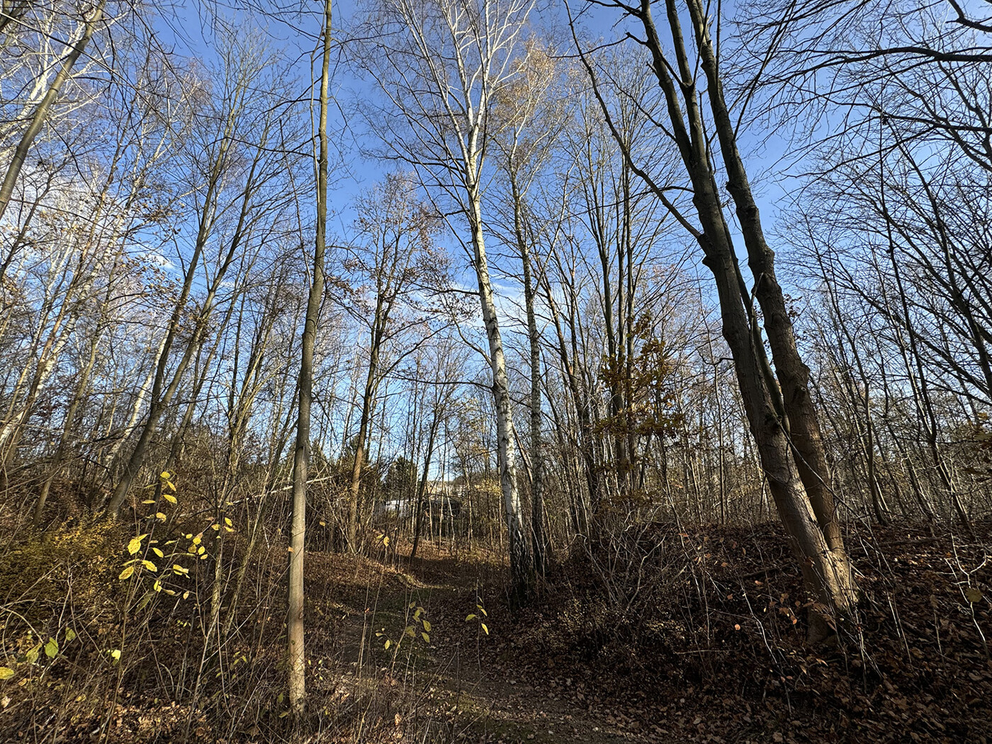 Blick entlang des Wanderwegs im Winter