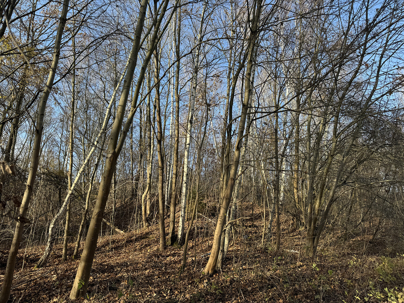 Blick in den Wald 2 im Winter