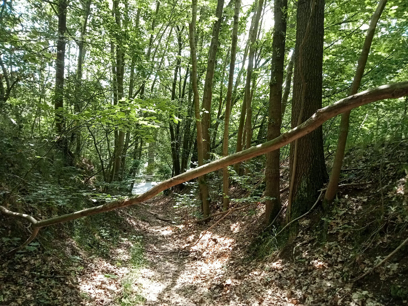 Blick Richtung Straße im Sommer