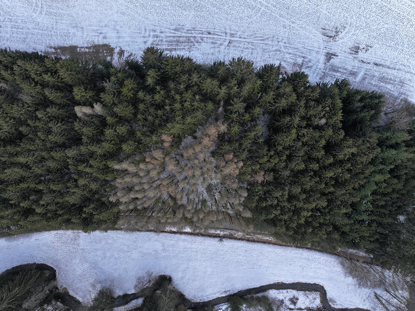 Blick von Oben auf Fichtenwaldbestand