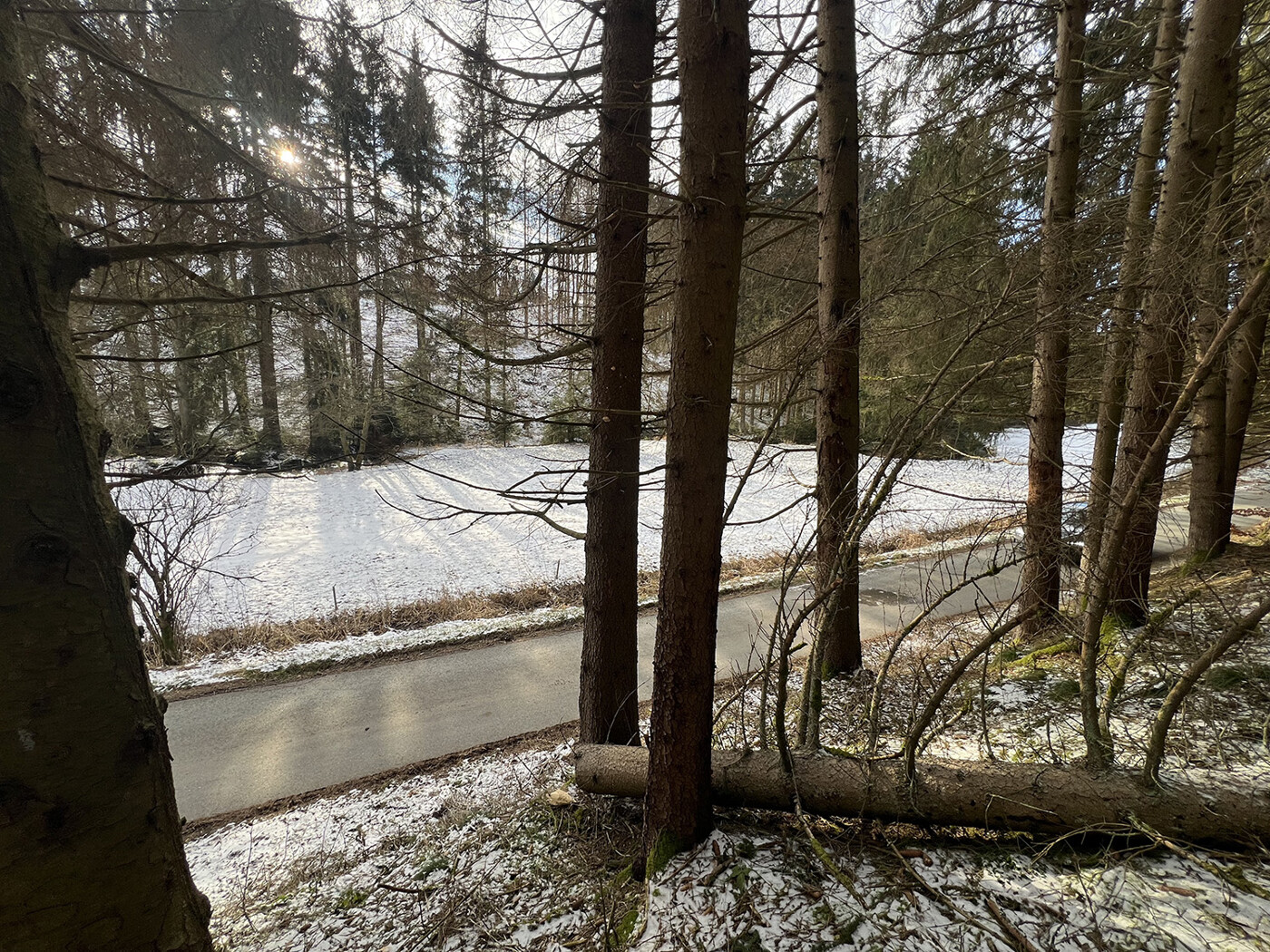 Blick vom Wald Richtung Straße